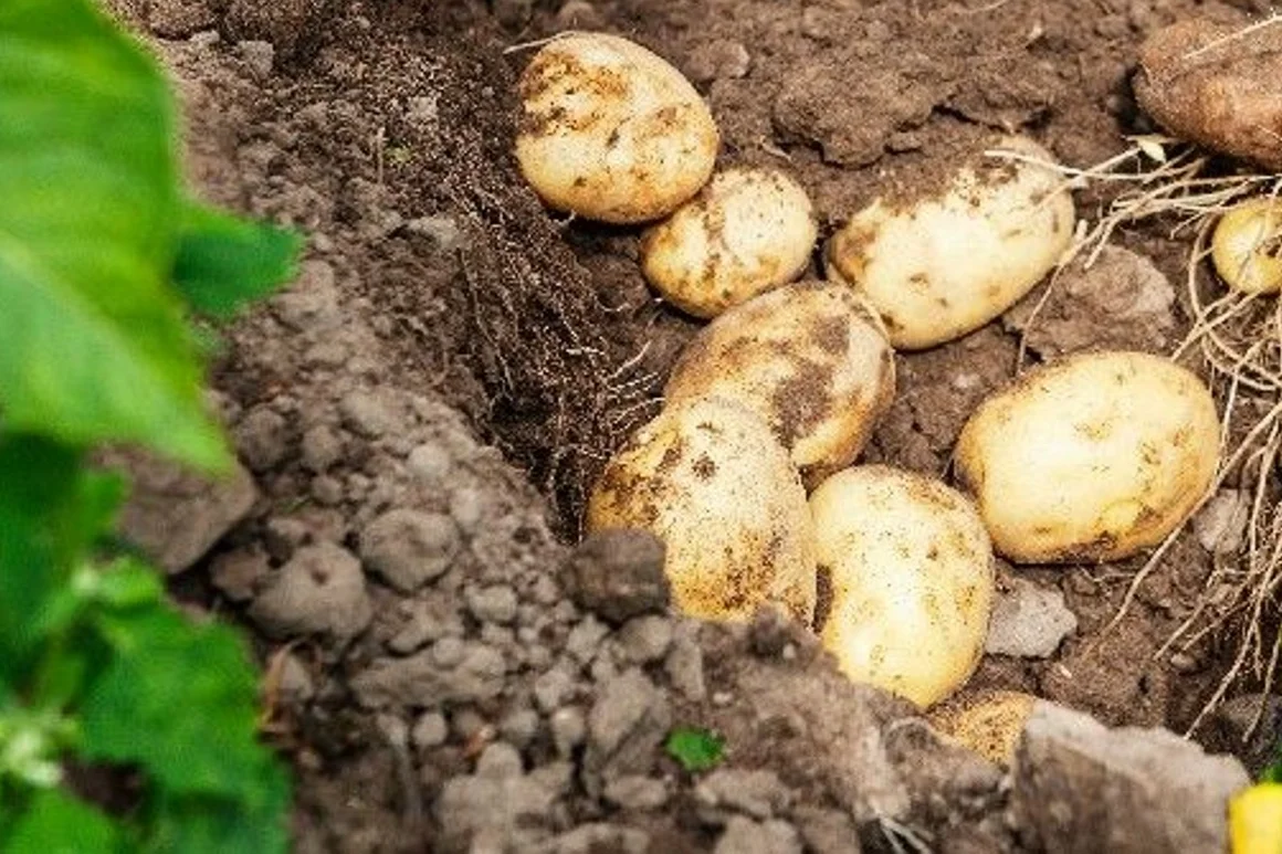 Kartoffeln in der Erde